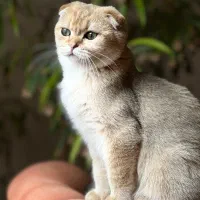 گربه نر اسکاتیش جهت جفتگیری