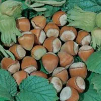 فندق بارسلونا انواع نهال ها