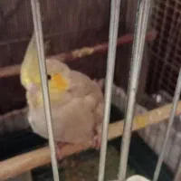 مرغ مینا|پرنده|کرمانشاه, |دیوار