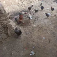 ۶تا خروس ۷ماهه