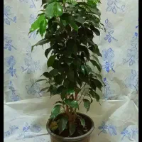 گل وگیاه|گل و گیاه طبیعی|رامهرمز, |دیوار