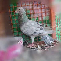 نر و ماده سار قزوینی‌جفتگاه۳تومن|پرنده|تربت‌حیدریه, مظفریه|دیوار