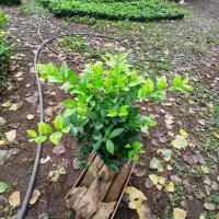 یاس هلندی سطل 10 هرس شده پر پر ریش پرس|گل و گیاه طبیعی|رحیم‌آباد, |دیوار