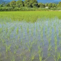 زمین-کشاورزی-مرغوب-محدوده-فومن