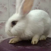 واگذاری خرگوش لوپ
