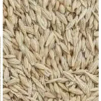 گندم وجو