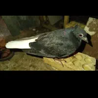 جوجه اشعل. طوقی قهوی دم سفید اتیقه هرسه جوجه|پرنده|لالی, |دیوار