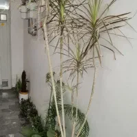 گل بو فروشتن|گل و گیاه طبیعی|بوکان, |دیوار