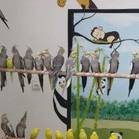 عروس هلندی زیبا