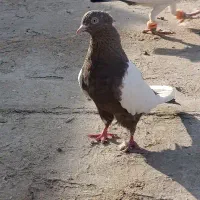 سینه موشکی ۵۵۰