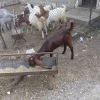 بز دوکهره وبیشتر وبز