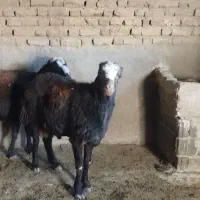 قوچ افشار