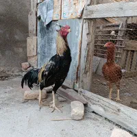 خروس لاری صابونی