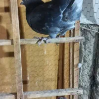 کبوتر فروشی سبز خال قرمز دو تا  طوقی جوجه