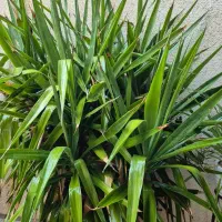 گلهای شاداب وسرحال یوکا ولیندا