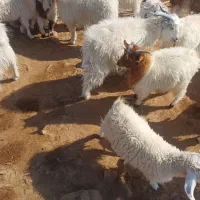 فروشی|حیوانات مزرعه|چاه مرید, |دیوار