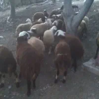 بر ماد