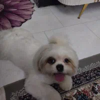 واگذاری سگ نروماده..