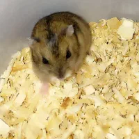 همستر|موش و خرگوش|مهریز, |دیوار