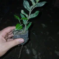 یاس هلندی|گل و گیاه طبیعی|کلاچای, |دیوار