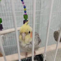 عروس هلندی|پرنده|لاهیجان, کوی زمانی|دیوار