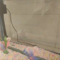 آکواریوم شیشه خم شرکتی در حد نو با تمام وسایل|ماهی|حمیدیا, |دیوار
