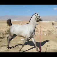 اسب نریان عرب|اسب و تجهیزات اسبسواری|چادگان, |دیوار