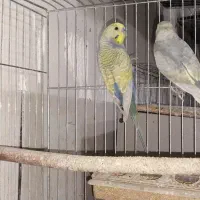 مرغ عشق رینبو با جوجه|پرنده|کرمان, |دیوار