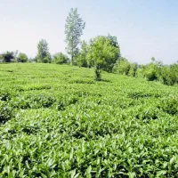 زمین مسکونی باغی گیلان.|اجارهٔ خانه و ویلا|تهران, ترمینال غرب|دیوار