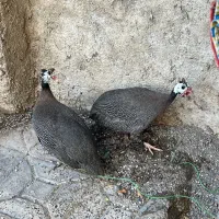 مرغ شاخدار