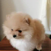 سگ پامرانین خرسی|سگ|هشتگرد, تهران دشت|دیوار