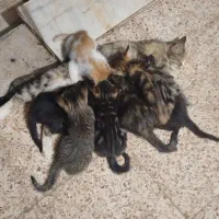 واگذاری گربه