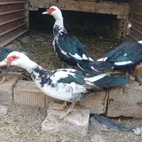 یک جفت اردک اسرائیل