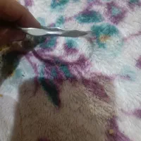 فروش النگو استیل خارجی|بدلیجات|خورموج, |دیوار