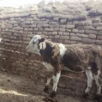 گوساله سیمنتال دو عدد نر