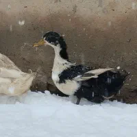 اردک نرو ماده