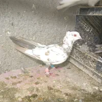 کبوتر|پرنده|قوچان, |دیوار