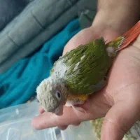 جوجه گرینچیک اناناسی