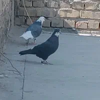 کفتر پرشی|پرنده|یزد, |دیوار