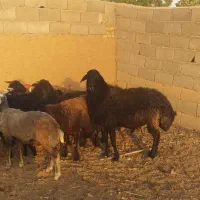 قوچ|حیوانات مزرعه|نجفآباد, قلعه سفید|دیوار