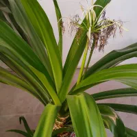 گل برگ موزی|گل و گیاه طبیعی|رفسنجان, |دیوار