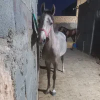 فروش دو راس کره مادیان عرب