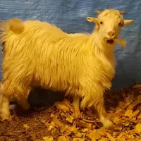 دوعدد بزغاله ماده