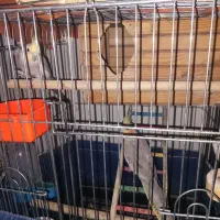 عروس هلندی ،فنچ|پرنده|ماهدشت, |دیوار