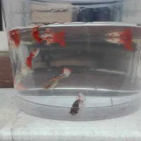 ماهی کوپی کوی|ماهی|گرگان, |دیوار