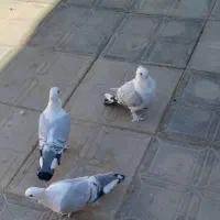 کفتر|پرنده|یاسوج, |دیوار