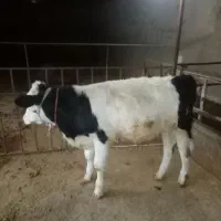 گاو گوساله|حیوانات مزرعه|شاهیوند, |دیوار