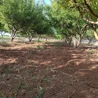 باغ|فروش زمین و ملک کلنگی|فامنین, |دیوار