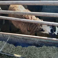 بره نر|حیوانات مزرعه|اسلام‌شهر, مسکن مهر اسلاشهر (شهرک امام خمینی)|دیوار