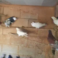 کبوتر عادی|پرنده|شیراز, گویم|دیوار